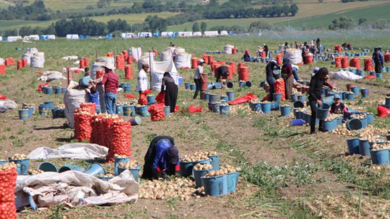 Türkiye'nin soğan deposunda hasat başladı: Fiyatlar belli oldu