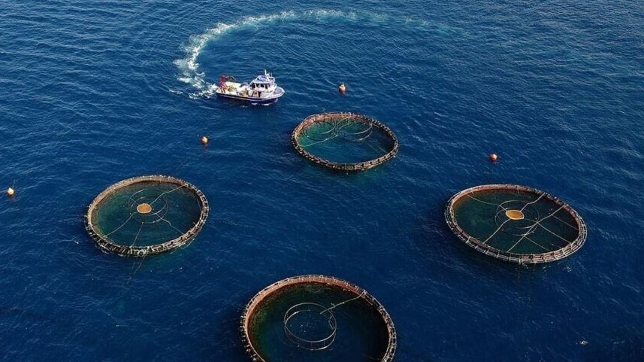 Su ürünleri ihracatında Doğu Karadeniz'den 73,7 milyon dolarlık gelir