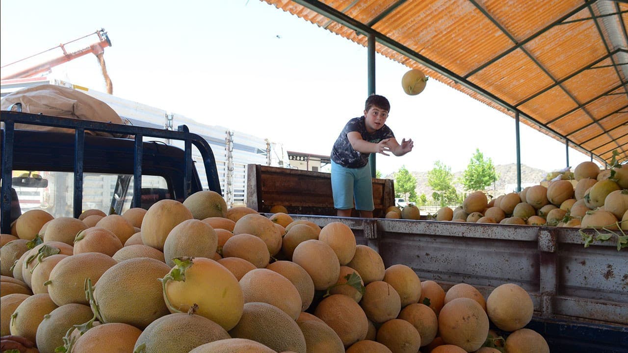 Bilecik'in ünlü kavunu tezgâha çıkıyor: Üretici bu yıl 30-40 TL fiyat bekliyor