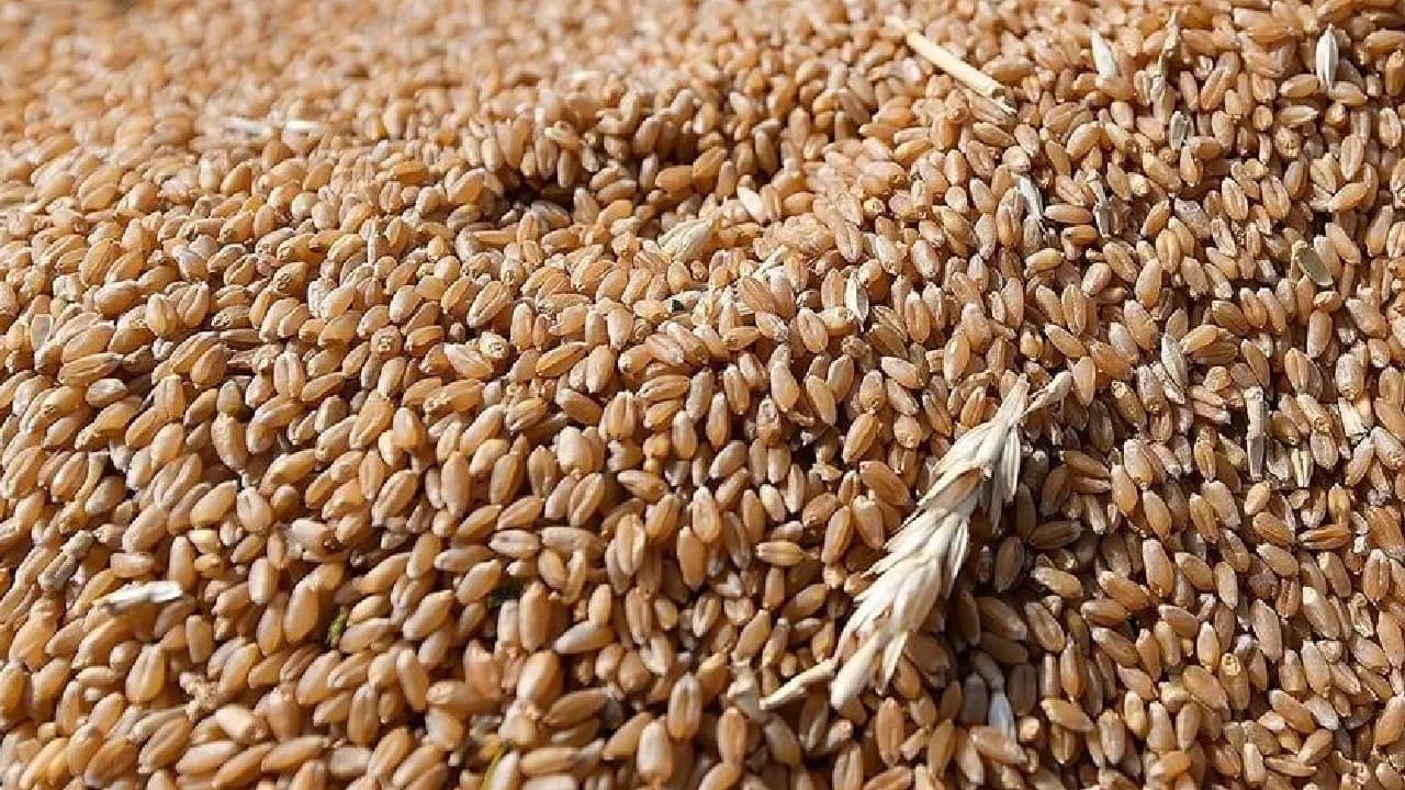 Buğday fiyatlarında 2 yılın zirvesi! Sofralara yeni zam dalgası mı geliyor?